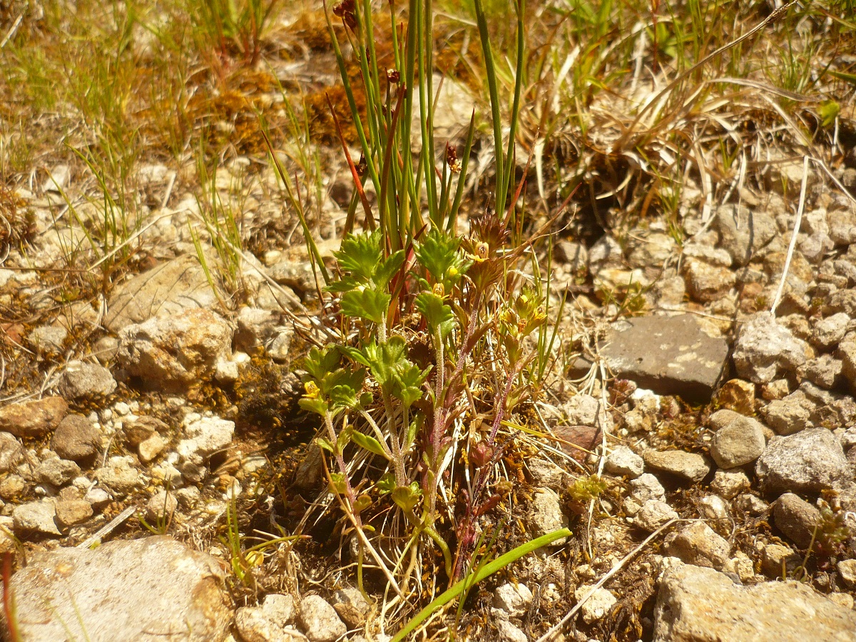 Euphrasia minima (Orobanchaceae)